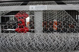 Gabion box mesh machine